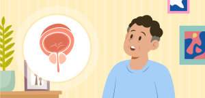 Illustration for the section What is the prostate?